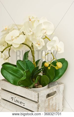 White Orchid Houseplant In Wooden Box On The Shelf