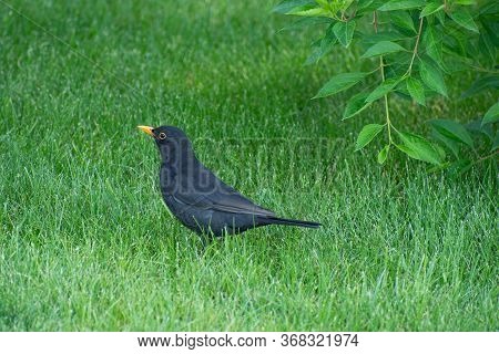 Charming Lonely Blackbird With Bright Yellow Beak Is On The Green Fresh Grass Near The Green Bush  I