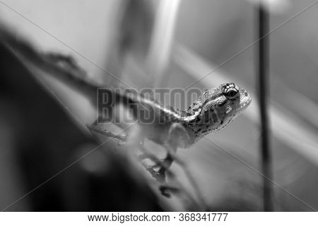 The Oriental Garden Lizard, Eastern Garden Lizard, Bloodsucker Or Changeable Lizard Is An Agamid Liz