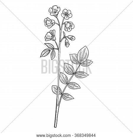 Vector Drawing Abscess Root, Polemonium Reptans, Hand Drawn Illustration Of Medicinal Plant