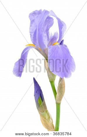 Modrou vlajkou (Iris) květina s poupaty