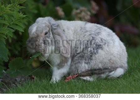 Pet White, Grey And Brown Lop Eared Bunny Rabbit Eats Greenery In The Garden
