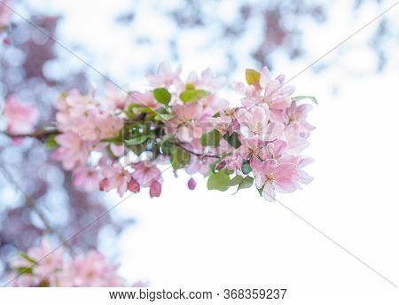 Pink Spring Blossom. Blooming Branches In The Garden. Close-up.
