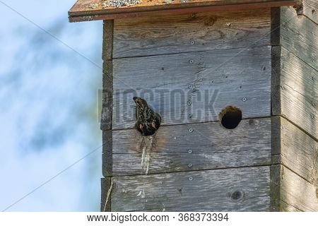 Nestbox On A Tree. Mom Or Dad Bird Flew Into The Nestbox To Feed Their Chicks. A Bird's Tail Protrud