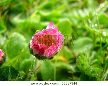 Dziecko Gerbera rozpocząć Blooming
