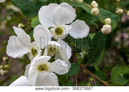 White Spring Blossom. Blooming Branches In The Garden. Close-up.