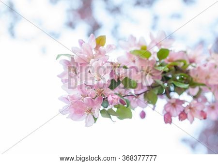 Pink Spring Blossom. Blooming Branches In The Garden. Close-up.