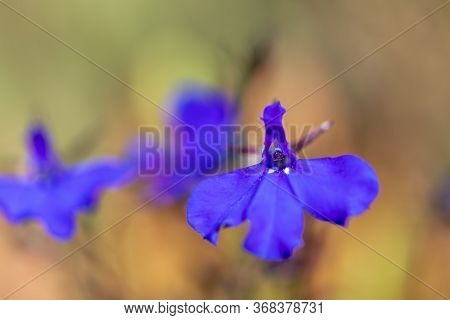 Macro Shot Of Edging Lobelia (lobelia Erinus) Flowers