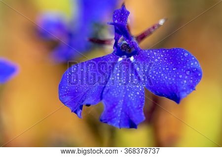 Macro Shot Of Edging Lobelia (lobelia Erinus) Flowers Covered In Water Droplets