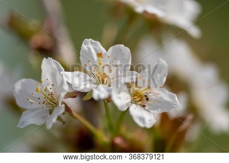 Close Up Of White Cherry Blossom In Bloom