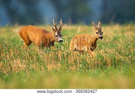 Roe Deer Buck Chasing Doe On Stubble Field In Rutting Season