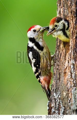 Middle Spotted Woodpecker Feeding Young Chick On A Nest In Tree In Summer Nature