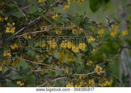 Blossoming Yellow Clusters Of Inflorescences A Branch Of Barberry On A Garden Lawn