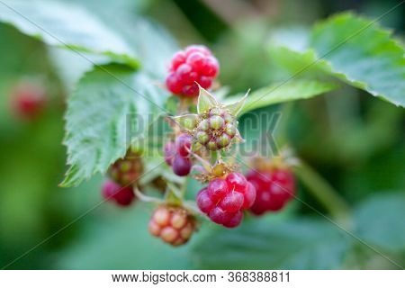 Red And Green Raspberries (rubus) On The Raspberry Bush In The Garden. Close-up.