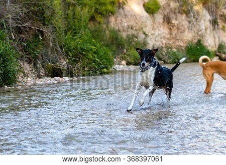 Dogs Running Free And Posing In A River