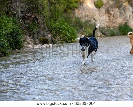 Dogs Running Free And Posing In A River