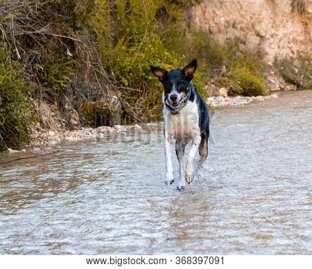 Dogs Running Free And Posing In A River