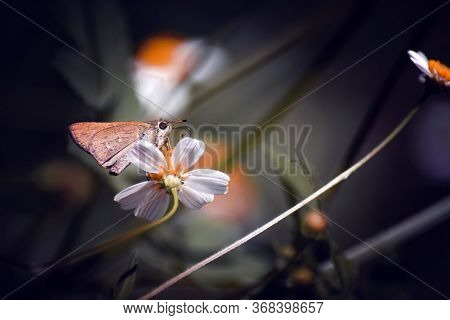 Suastus Gremius, The Indian Palm Bob Or Palm Bob, Is A Butterfly Belonging To The Family Hesperiidae
