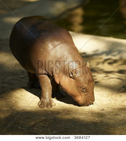 Becerro de Hyppopotamus