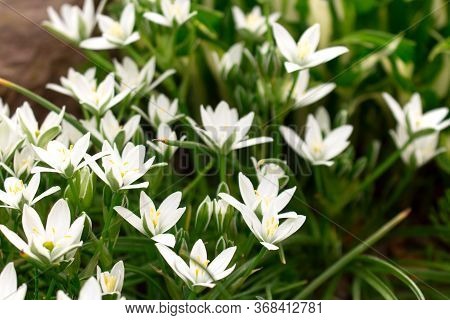 White Naples Garlic Allium Neapolitanum . White Flowers