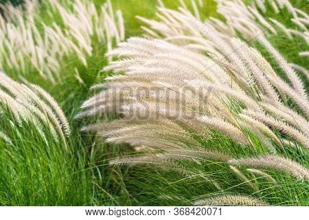 Imperata Cylindrica Beauv Grass In Nature