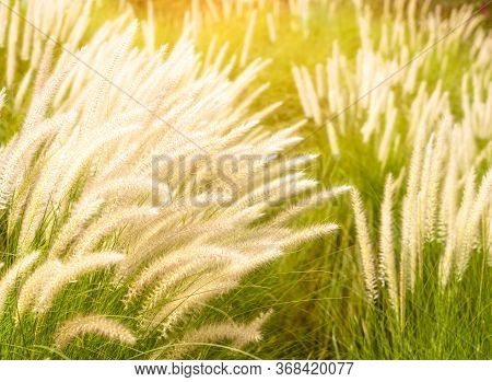 Imperata Cylindrica Beauv Grass In Nature