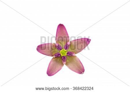 Colorful White And Purple Flower, Crown Flower, Giant Indian Milkweed, Gigantic Swallowwort (calotro