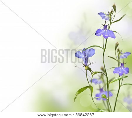 Fiore giardino Lobelia