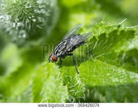 Grey Fly With The Latin Name Sarcophagidae On A Green Leaf, Macro