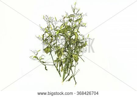 Dry Of Andrographis Paniculata Plant On White Background Use For Herbal Product