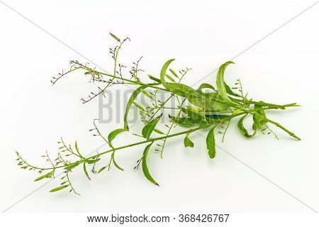 Fresh Of Andrographis Paniculata Plant On White Background Use For Herbal Product
