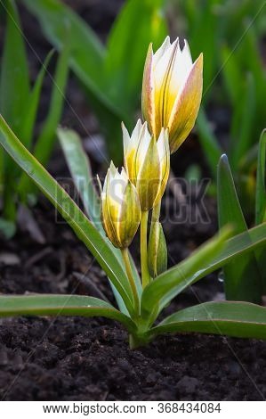 Tulip Tarda Dasystemon Flowers Growing In Garden