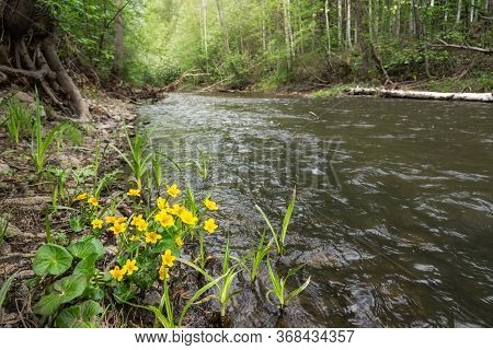 Caltha Palustris Yellow Flowers Near River In Forest