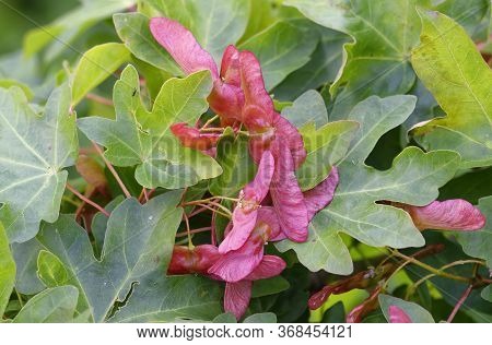 Field Maple - Acer Campestre 
Leaves & Red Winged Seeds