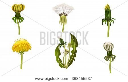 Dandelion Flower With Florets Or Flower Heads And Lobed Leaves Vector Set
