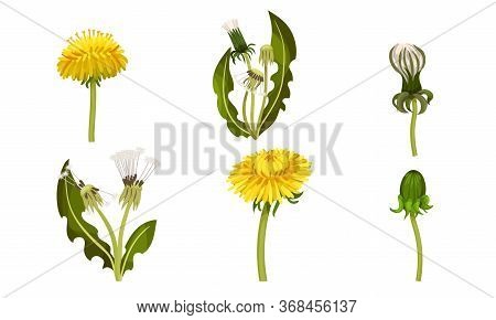 Dandelion Flower With Florets Or Flower Heads And Lobed Leaves Vector Set