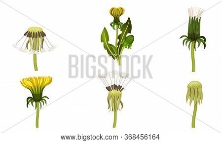 Dandelion Flower With Florets Or Flower Heads And Lobed Leaves Vector Set