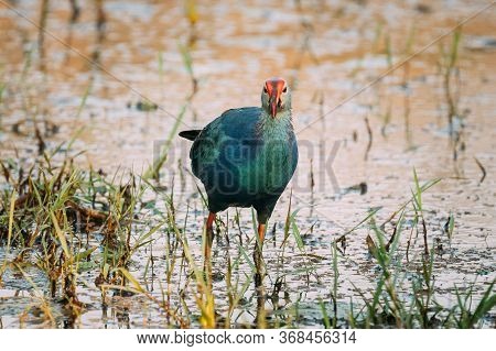 Goa, India. Grey-headed Swamphen Bird In Morning Looking For Food In Swamp. Porphyrio Poliocephalus.
