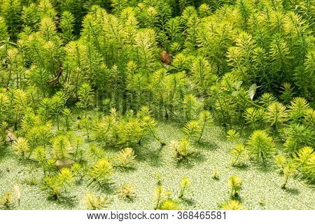 Eucalyptus And Parrots Feather - Myriophyllum Aquaticum - Green Leaves Close-up View In A Pond In Ch