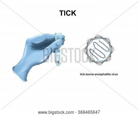 Illustration Of The Tick-borne Encephalitis Virus. Tick