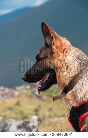 German Shepherd Sitting On The Background Of Mountains. A Beautiful Thoroughbred Dog Travels.