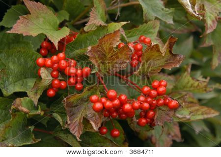 Berries On A Bush