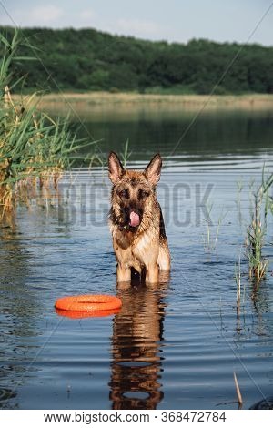 German shepherd bathes in the river. A dog plays with an orange ring with a dog toy.