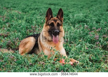 German Shepherd In Nature. Dog Lena On A Clear Green Field. The Sheepdog Poses.