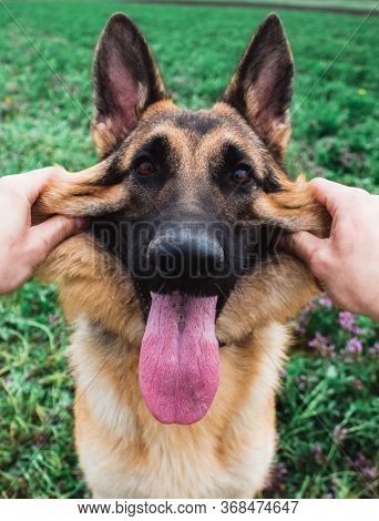 Hold The Dog's Muzzle With Both Hands. Portrait Of A German Shepherd In Close-up. The Dog And The Ow