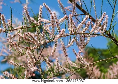 The Tamarisk (tamarix) Plant Blooming In Spring
