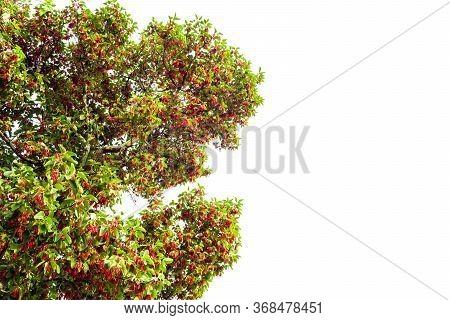 Hairy Keruing Tree Is A Plant With Red Flowers Isolated On White Background And Clipping Path. The N