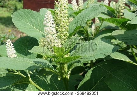 Green Leaves And White Flowers Of Phytolacca Acinosa In June