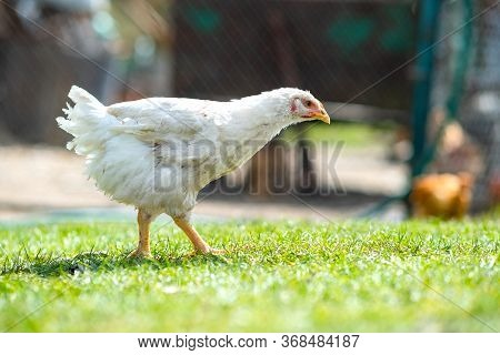 Hen Feed On Traditional Rural Barnyard. Close Up Of Chicken Standing On Barn Yard With Green Grass. 