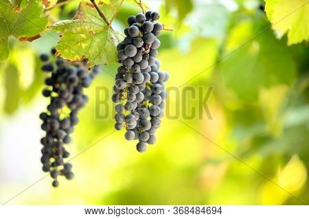 Clopse Up Of Ripening Grape Fruit On Vine Branches In Summer Garden.